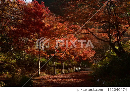 Autumn leaves at Itohara Memorial Hall in Okuizumo (Shimane Prefecture) Autumn leaves at Itohara Memorial Hall in Okuizumo (Shimane Prefecture) 132040474