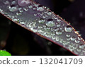 雨後落葉 紫色悟天 132041709