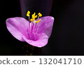 Murasakigoten花 132041710