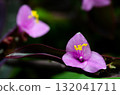 Murasakigoten花 132041711