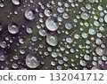 雨後的樹葉，葉子上的水滴，紫色茉莉花，圖形材料 132041712