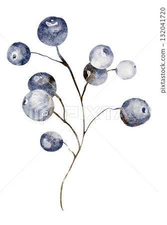 Hand-drawn watercolor illustration of a branch with black chokeberries and blue wild berries. Ideal for botanical prints, decor, and nature-themed designs. Features a delicate berry cluster on a twig. Hand-drawn watercolor illustration of a branch with black chokeberries and blue wild berries. Ideal for botanical prints, decor, and nature-themed designs. Features a delicate berry cluster on a twig. 132041720