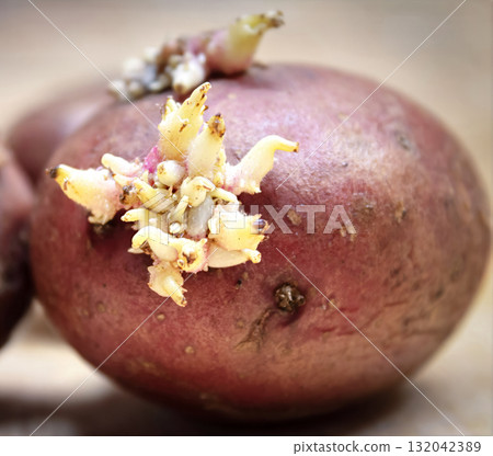 Overripe potatoes that have been stored in the refrigerator for a long time 132042389
