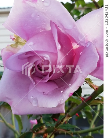 blue Moon blue Moon 132042431