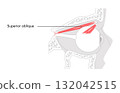 Superior oblique - Human eye muscle labeled diagram illustrating intorsion, depression, and outward movement 132042515