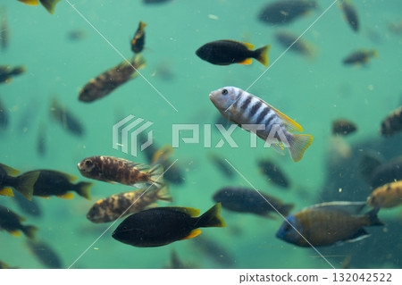Colorful fish swimming in clear turquoise water in Colorful fish swimming in clear turquoise water in 132042522