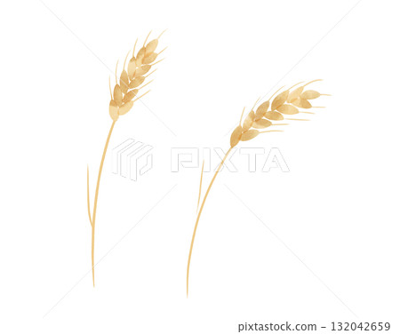 Illustration of wheat ears in watercolor style 132042659