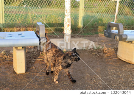 Rusty cat playing in the square 132043044