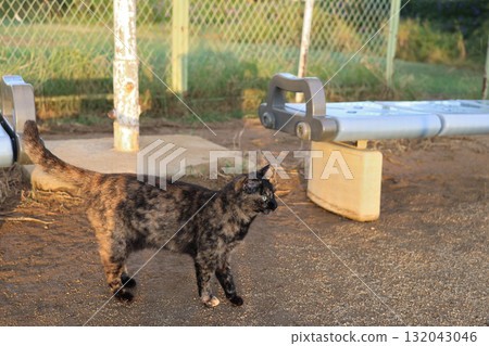 Rusty cat playing in the square 132043046