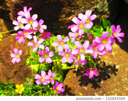 Purple Oxalis in full bloom Purple Oxalis in full bloom 132043304