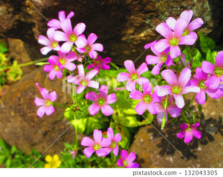 Purple Oxalis in full bloom Purple Oxalis in full bloom 132043305