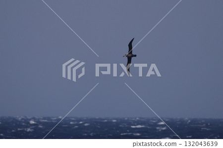 Black-footed Albatross flying in the open ocean 132043639