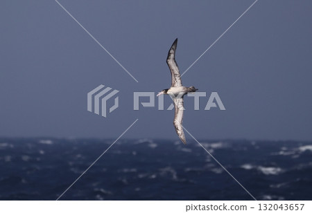 Subadult albatross flying in the open ocean 132043657