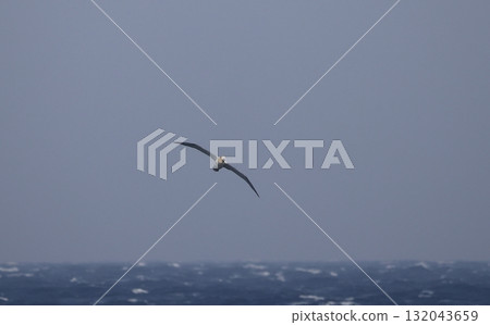 Subadult albatross flying in the open ocean 132043659