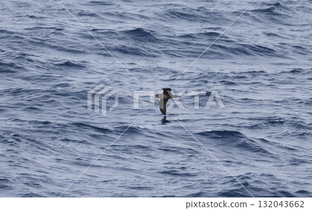 Red-footed Shearwater flying over the sea Red-footed Shearwater flying over the sea 132043662