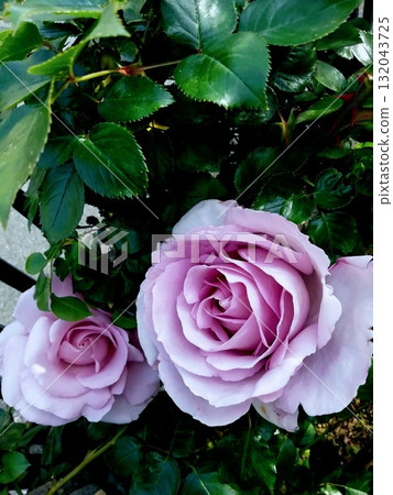 blue Moon blue Moon 132043725