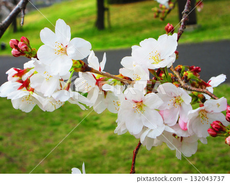 染井吉野櫻花盛開的春天風景 染井吉野櫻花盛開的春天風景 132043737