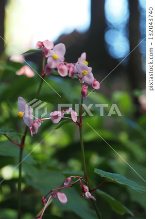 Begonia flowers blooming among the cedar trees Begonia flowers blooming among the cedar trees 132043740