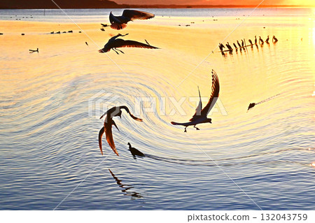 The first sunrise of Kasumigaura where swans play 132043759