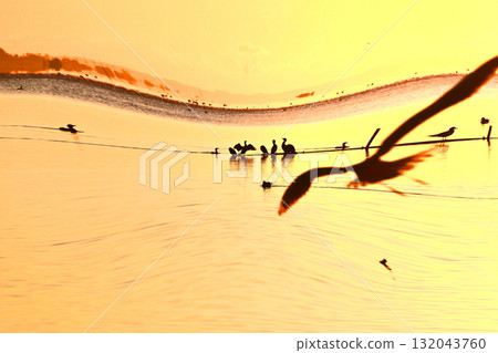 The first sunrise of Kasumigaura where swans play 132043760