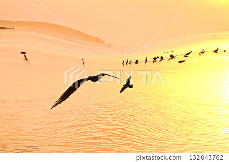 天鵝嬉戲的霞浦的第一日出 天鵝嬉戲的霞浦的第一日出 132043762