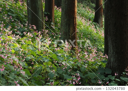 Begonia flowers blooming among the cedar trees 132043780