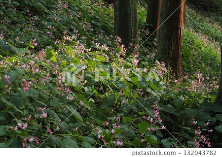 Begonia flowers blooming among the cedar trees 132043782