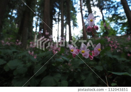杉樹間盛開的秋海棠花 132043851