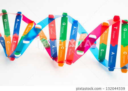 DNA or Deoxyribonucleic acid is a double helix chains structure formed by base pairs attached to a sugar phosphate backbone. 132044339