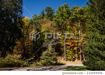 Sunny autumn forest with tall trees and a road in Letchworth State Park, New York 132044456