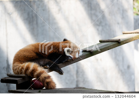 小熊貓睡午覺 132044604