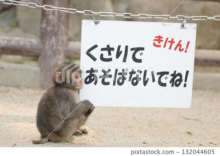 小猴子緊緊抓住一個標誌 小猴子緊緊抓住一個標誌 132044605