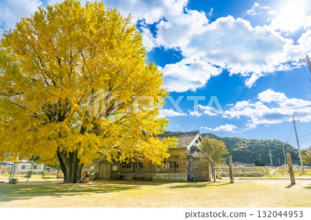 三重縣南伊勢町河內的金色銀杏樹 132044953