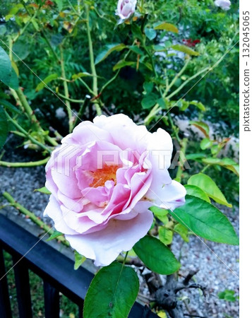 blue Moon blue Moon 132045065