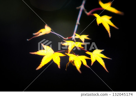 秋天，京都的寺廟被秋葉染成紅色和黃色。 132045174