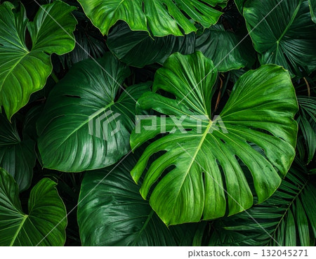 A macro closeup of fresh green leaves showing the natural texture of summer foliage in a garden environment A macro closeup of fresh green leaves showing the natural texture of summer foliage in a garden environment 132045271
