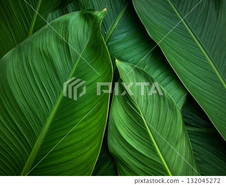 A macro closeup of fresh green leaves showing the natural texture of summer foliage in a garden environment 132045272
