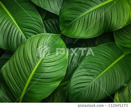 A macro closeup of fresh green leaves showing the natural texture of summer foliage in a garden environment A macro closeup of fresh green leaves showing the natural texture of summer foliage in a garden environment 132045273