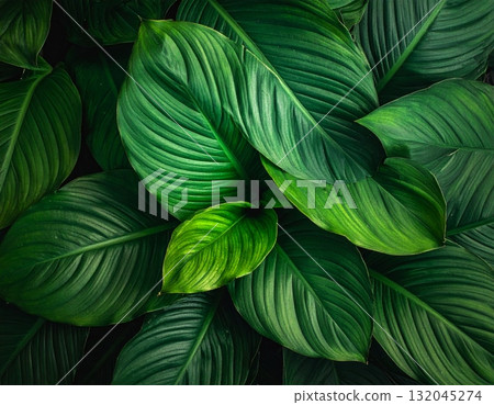 A macro closeup of fresh green leaves showing the natural texture of summer foliage in a garden environment A macro closeup of fresh green leaves showing the natural texture of summer foliage in a garden environment 132045274