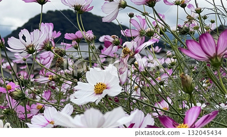 Cosmos Garden at the Site of Fujiwara-kyo Cosmos Garden at the Site of Fujiwara-kyo 132045434
