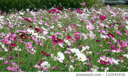 Cosmos Garden at the Site of Fujiwara-kyo Cosmos Garden at the Site of Fujiwara-kyo 132045438