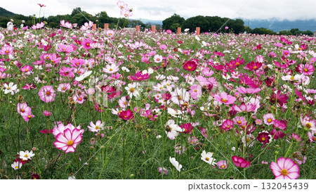 Cosmos Garden at the Site of Fujiwara-kyo Cosmos Garden at the Site of Fujiwara-kyo 132045439