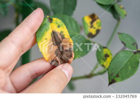 Cropped shot view of gardener hand touching yellow rose leaves before removing. Black spot is a fungal disease (Diplocarpon rosae) that affects roses. Cropped shot view of gardener hand touching yellow rose leaves before removing. Black spot is a fungal disease (Diplocarpon rosae) that affects roses. 132045769