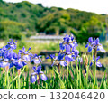 鄉村裡盛開的鳶尾花 132046420