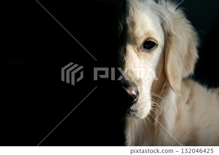 一隻冷酷的黃金獵犬 一隻冷酷的黃金獵犬 132046425