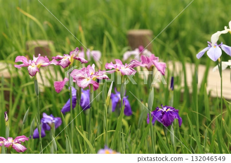 Iris flowers blooming at a shrine in early summer 132046549