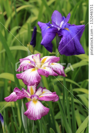 Iris flowers blooming at a shrine in early summer Iris flowers blooming at a shrine in early summer 132046551