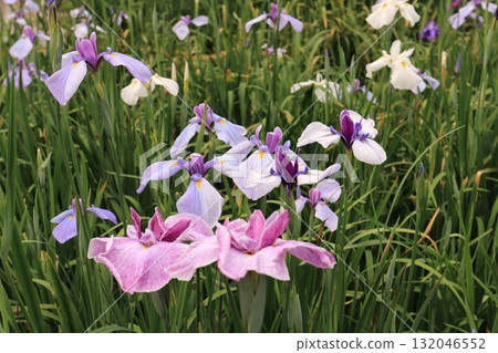 Iris flowers blooming at a shrine in early summer Iris flowers blooming at a shrine in early summer 132046552