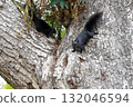 The Black Squirrels Climbing a Tree                                132046594