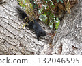 The Black Squirrels Climbing a Tree                                132046595